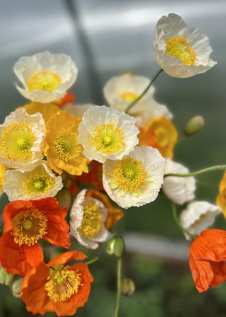 Papaver nudicaule (Island poppy mix)