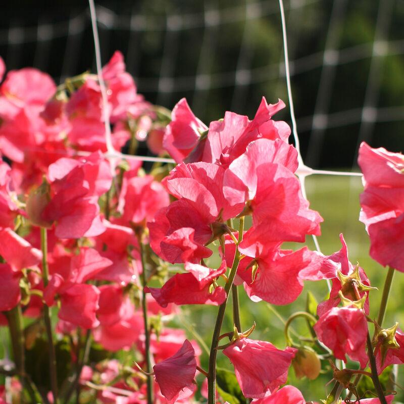 Sweet Pea Elegance Watermelon