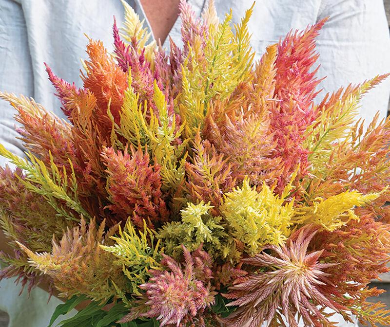 Celosia Shimmer