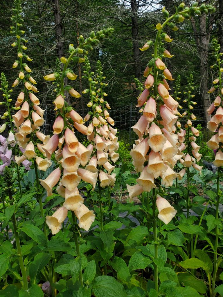 Digitalis Dalmatian Peach F1