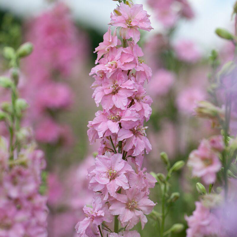 Larkspur Pink Queen