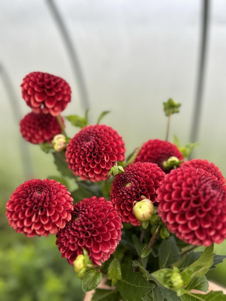 Георгин Copper Boy