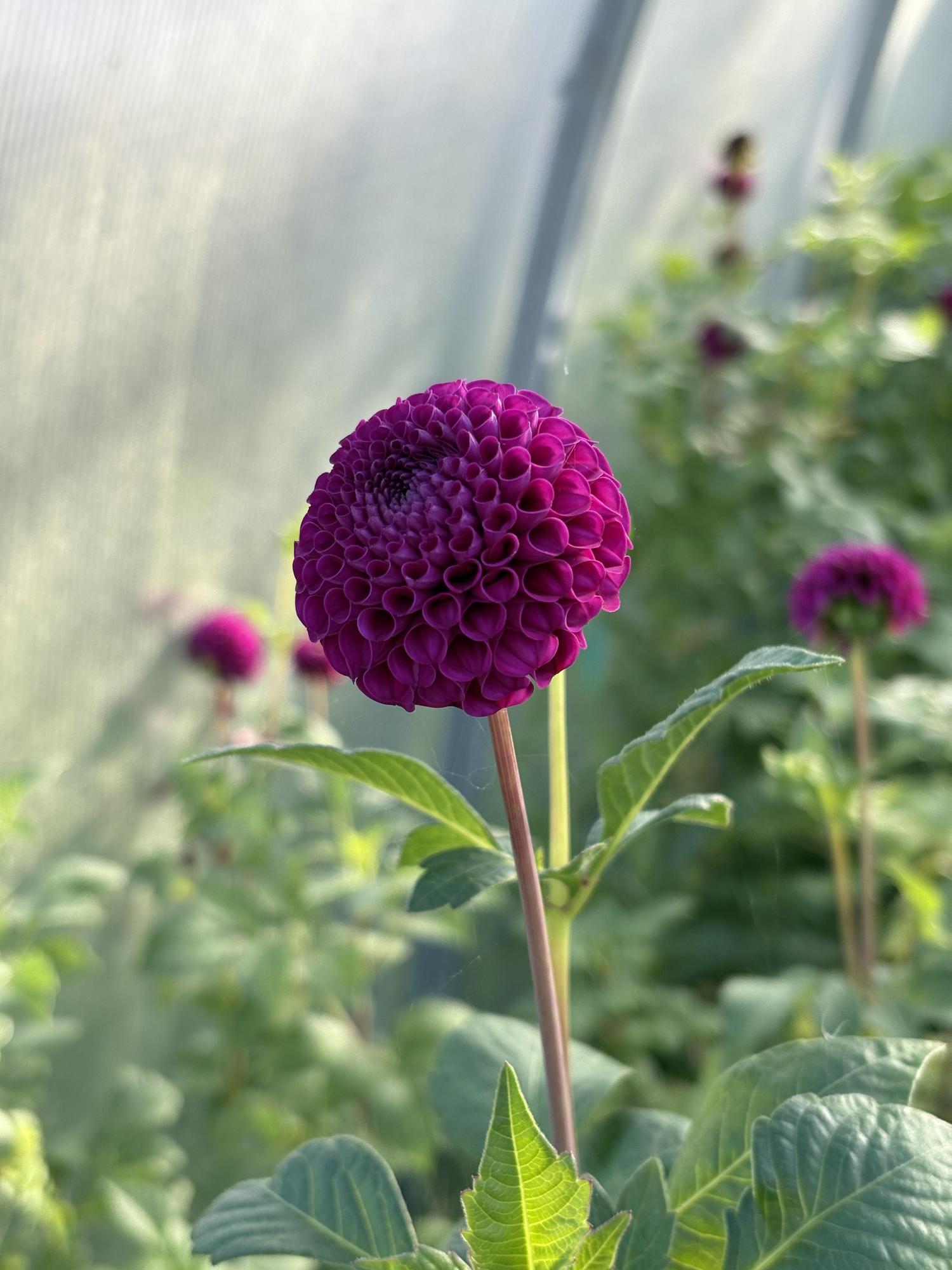 Георгин Rocco