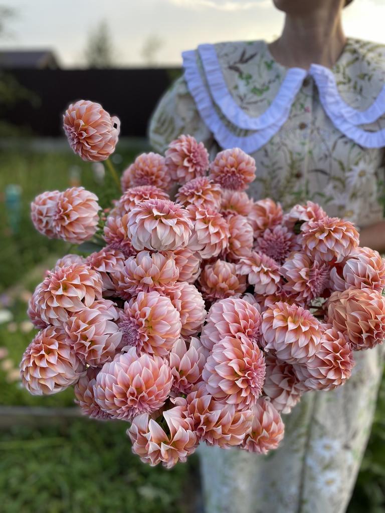 Георгин Peaches