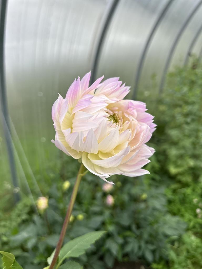 Георгин Фестиваль