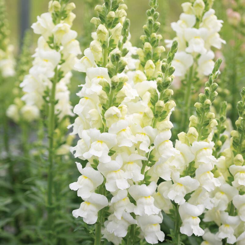 Snapdragon Avignon Ivory II F1