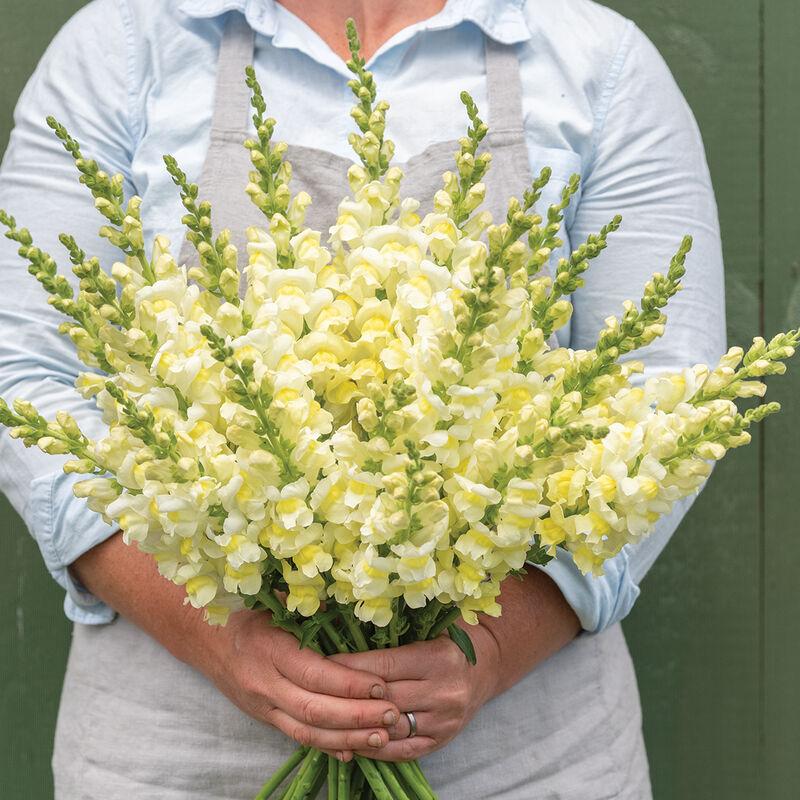 Snapdragon Orleans Early Lemon Yellow F1