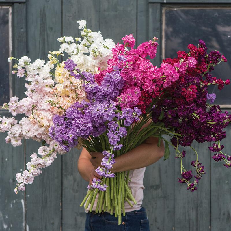 Stock Katz Formula mix