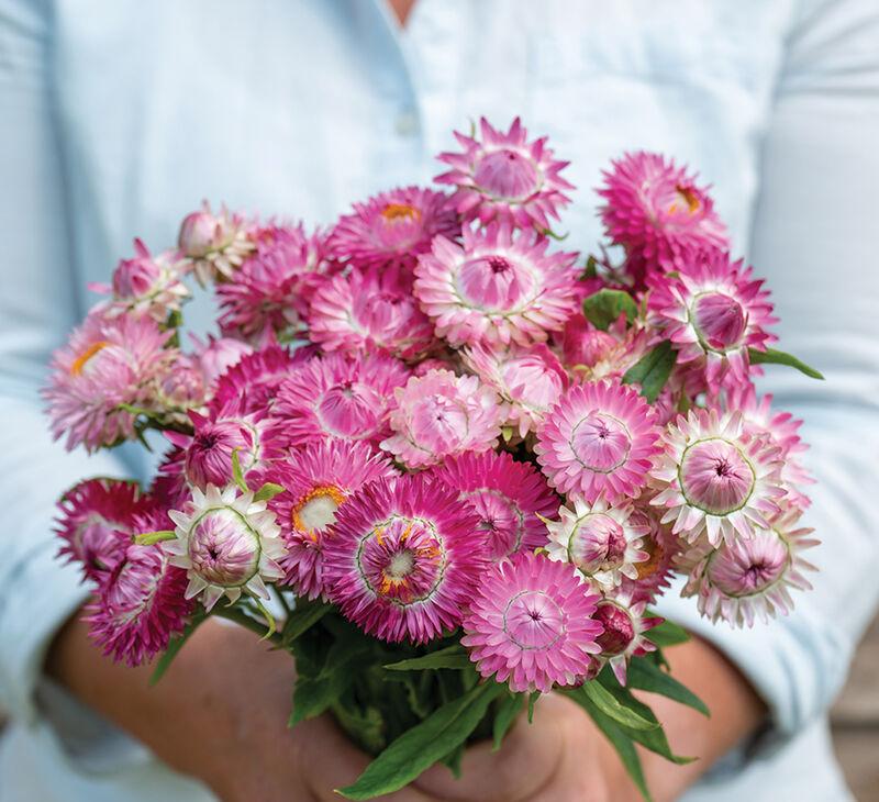 Strawflower Bright Rose