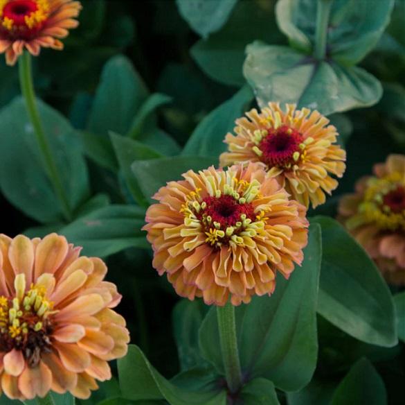 Zinnia Lime Orange