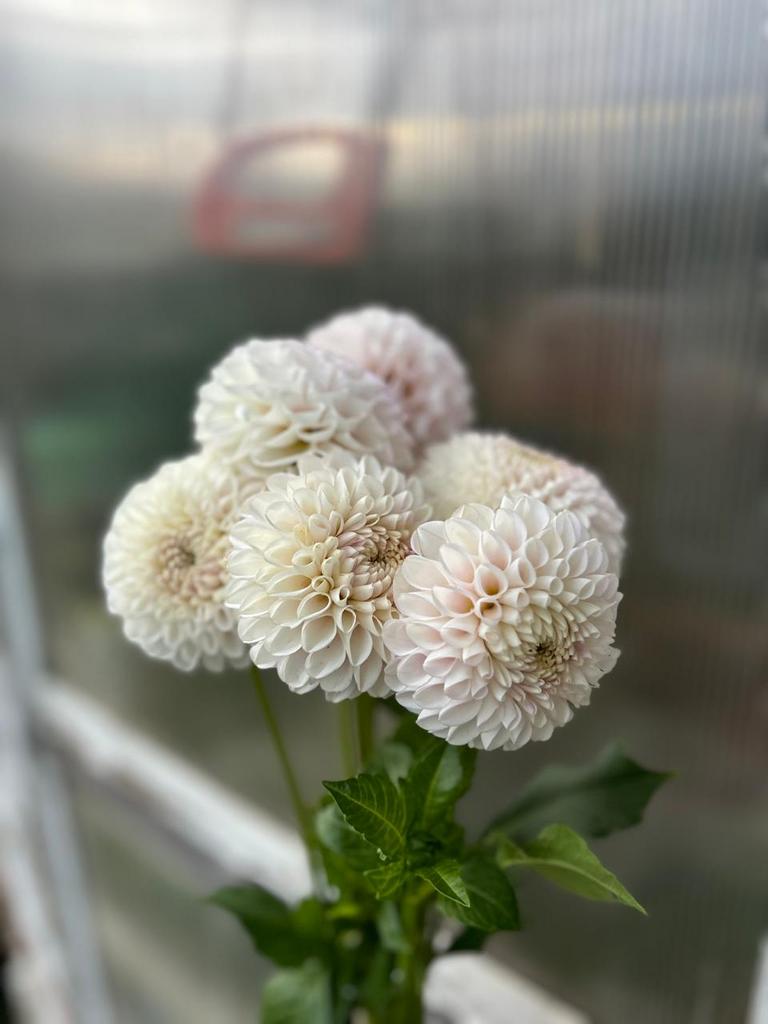 Георгин Pink Pearl