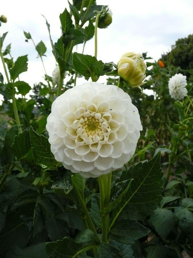 Георгин Orsett Beauty