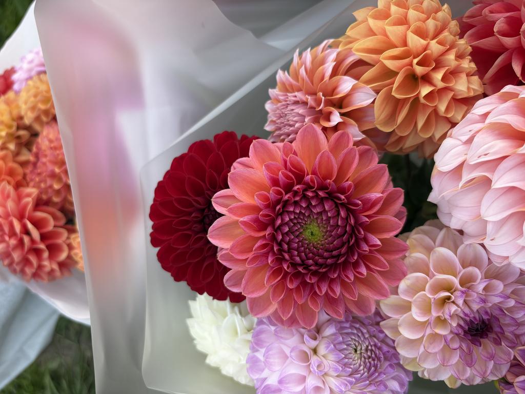 Георгин Daisy Duke