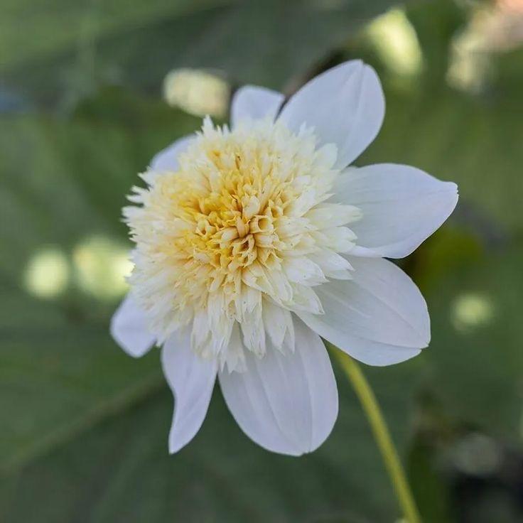 Георгин Platinum Blonde