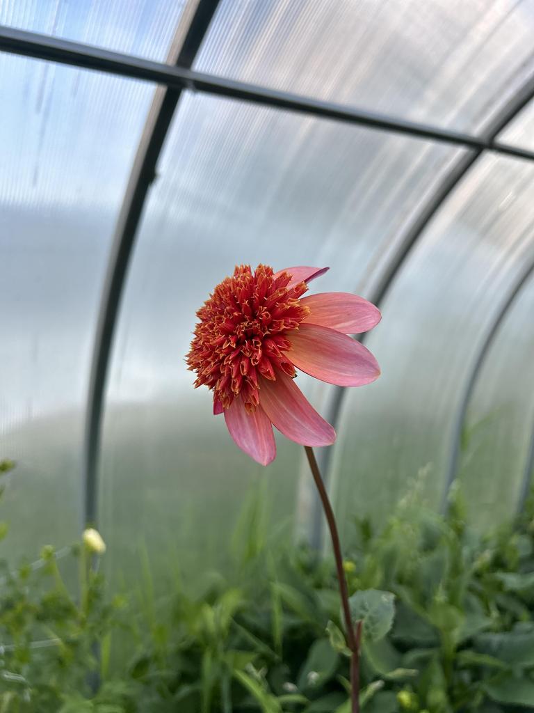 Георгин Totaly Tangerine