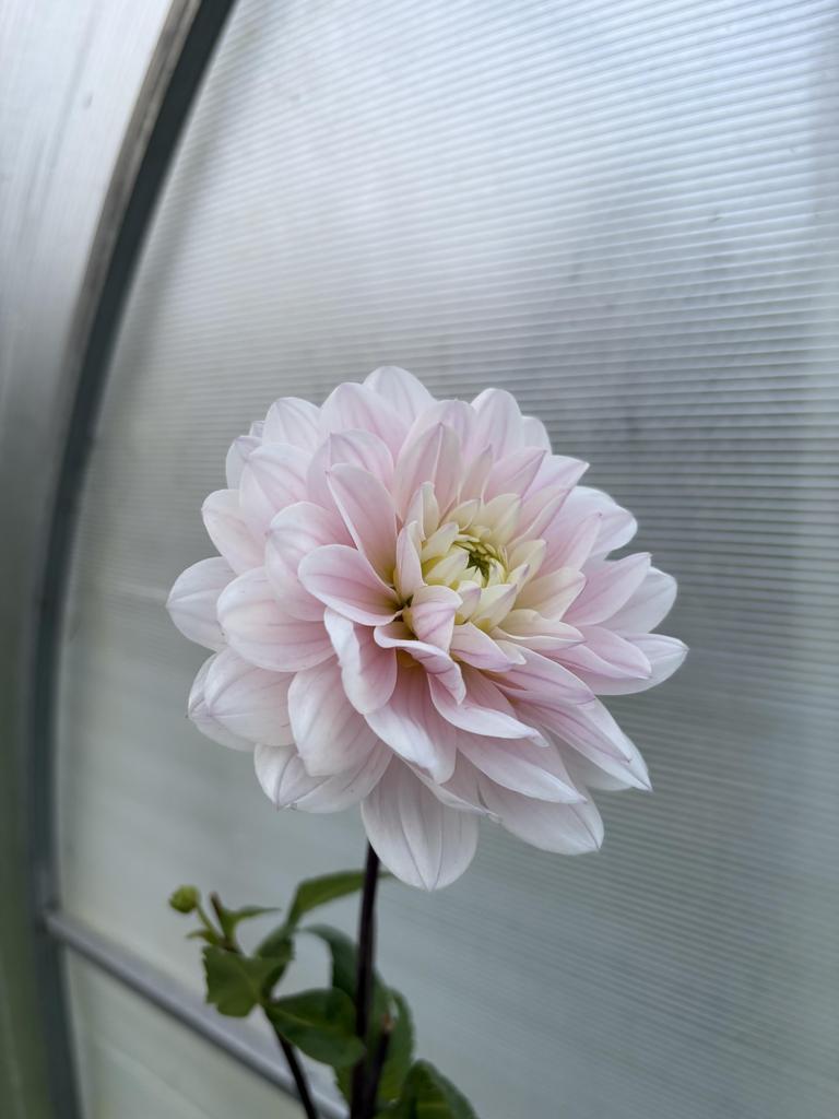 Георгин Silver Years