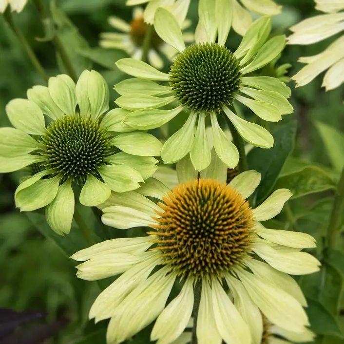 Echinacea Alans Pride