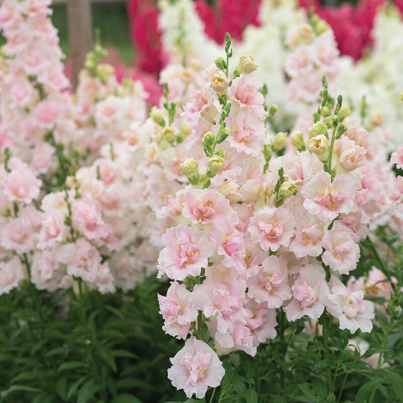 Snapdragon Double Frappe Light Pink 2