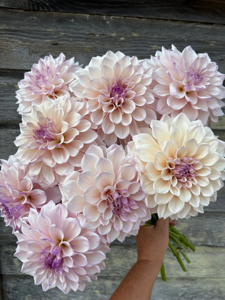 Георгин KA’s Pearl (Черенок)