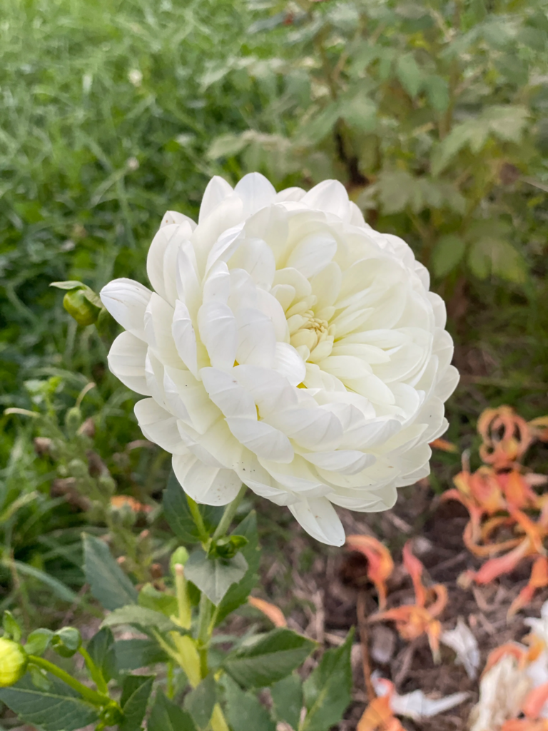 Dahlia Sandia Isa (Черенок)