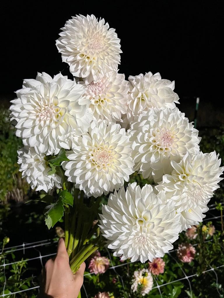 KA’s Bella Luna (Черенок)