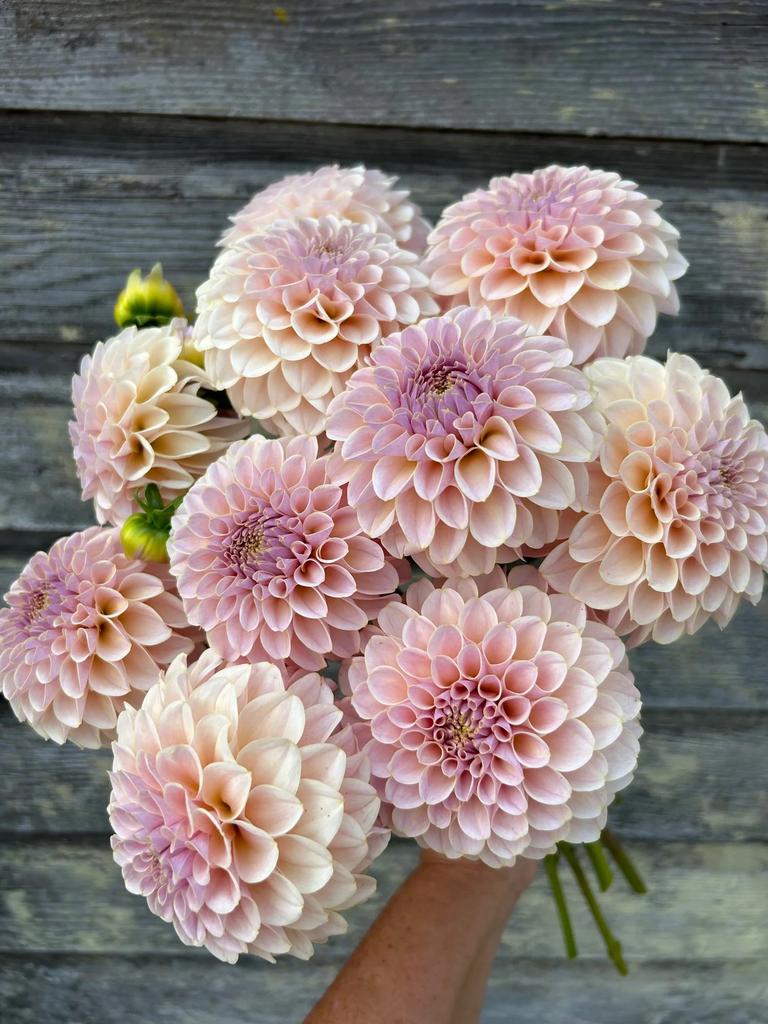 KA’s Cinder Rose (Черенок)