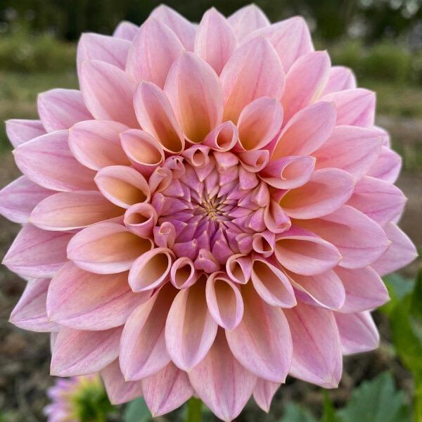 Coralie (Черенок)