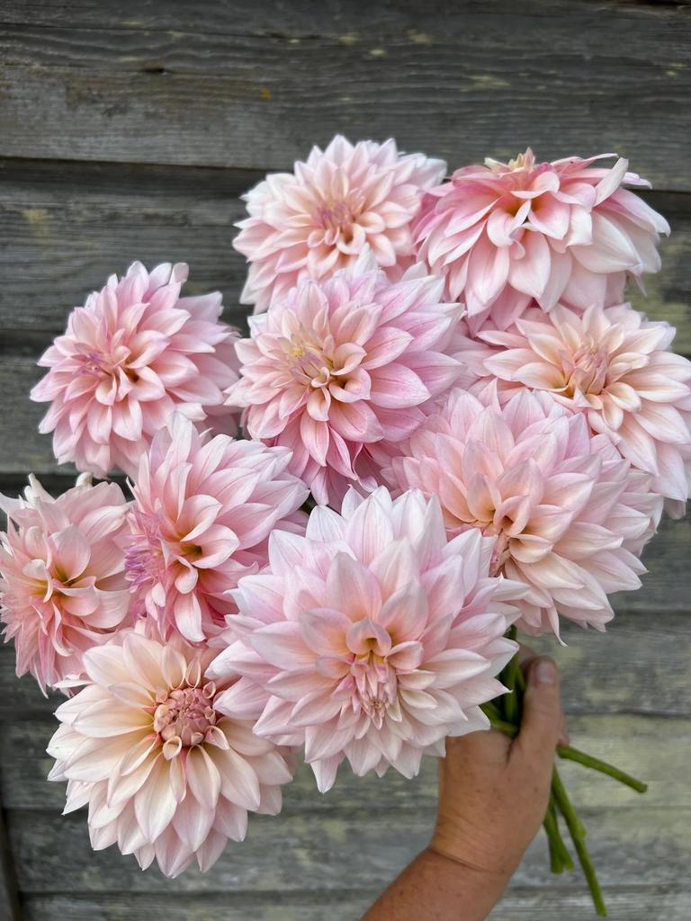 KA’s Mocha Jake (Черенок)