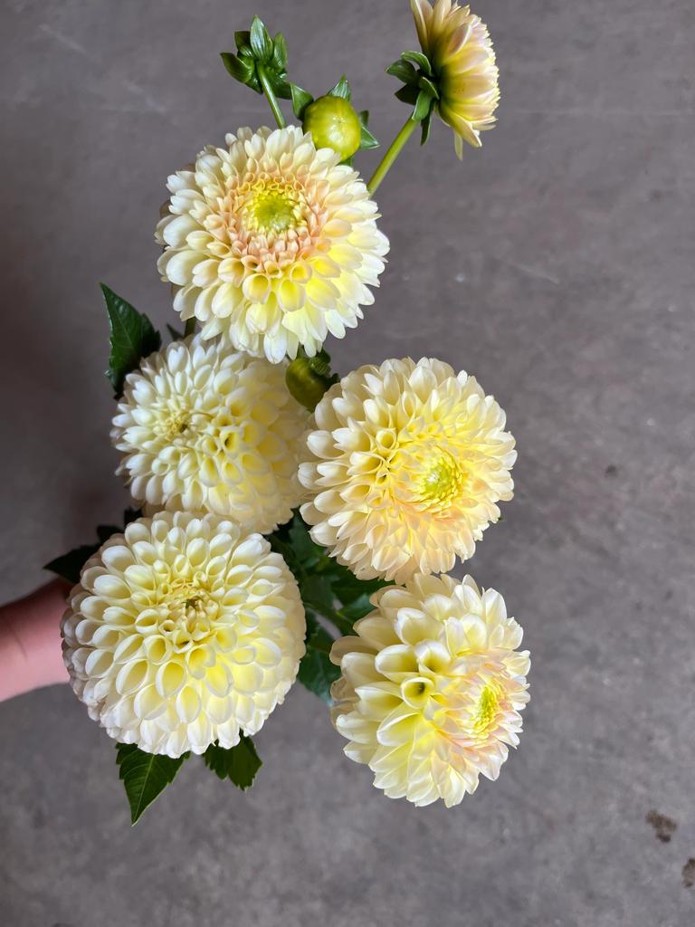 Skipley Moonglow (Черенок)