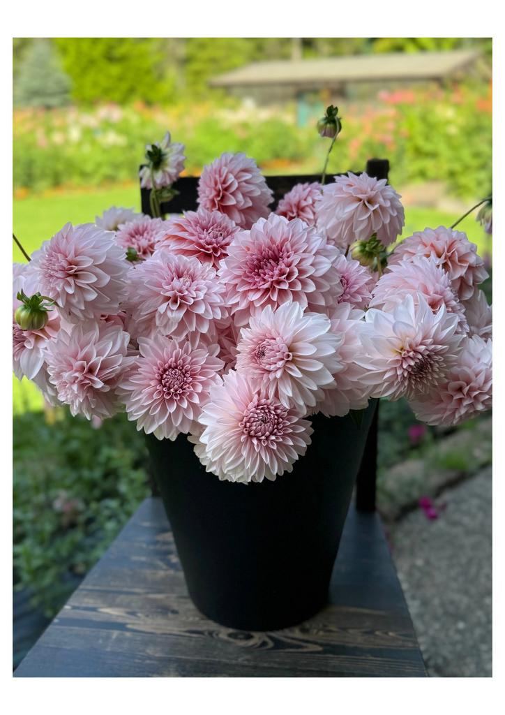 RM Baby girl (Черенок)