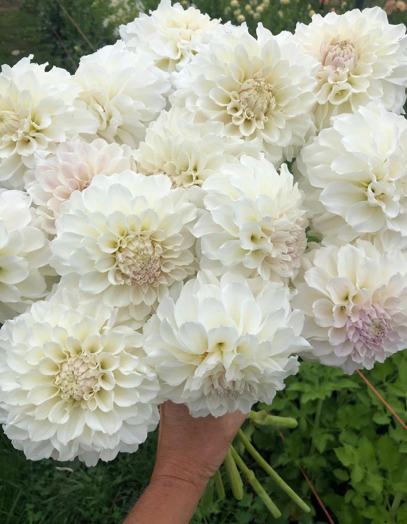 Irish Ruffles (Черенок)