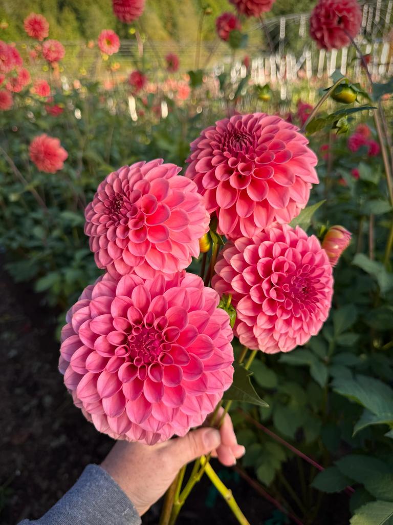 RM Mauvelous (Черенок)