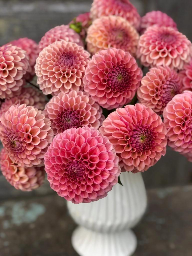 Breacken Rose (Черенок)