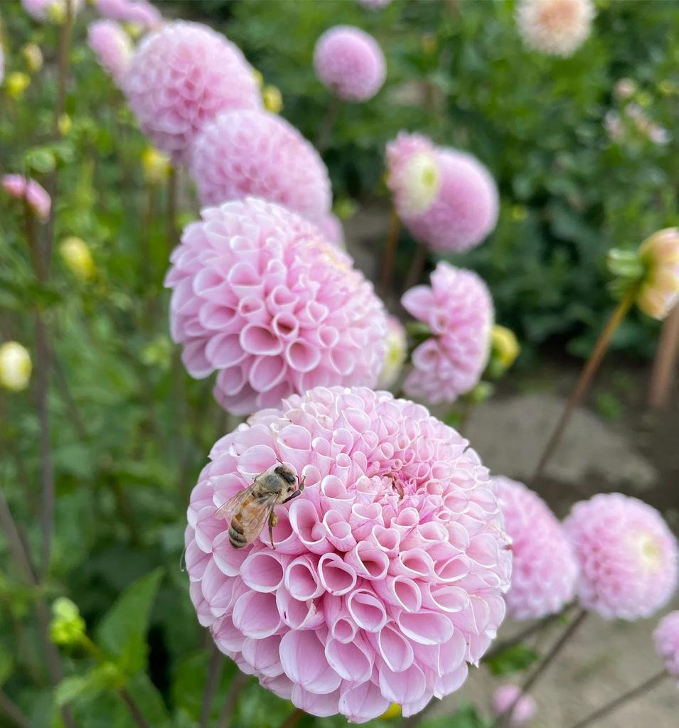 Fi-Fi (Черенок)