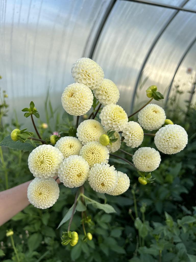 Георгин Small World ОПТ 10 шт