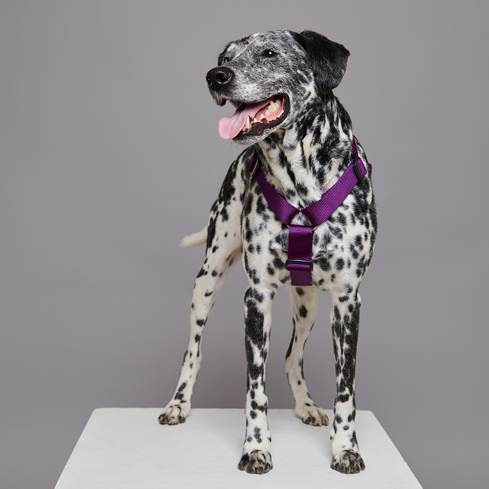 Harness PURPLE (wide)