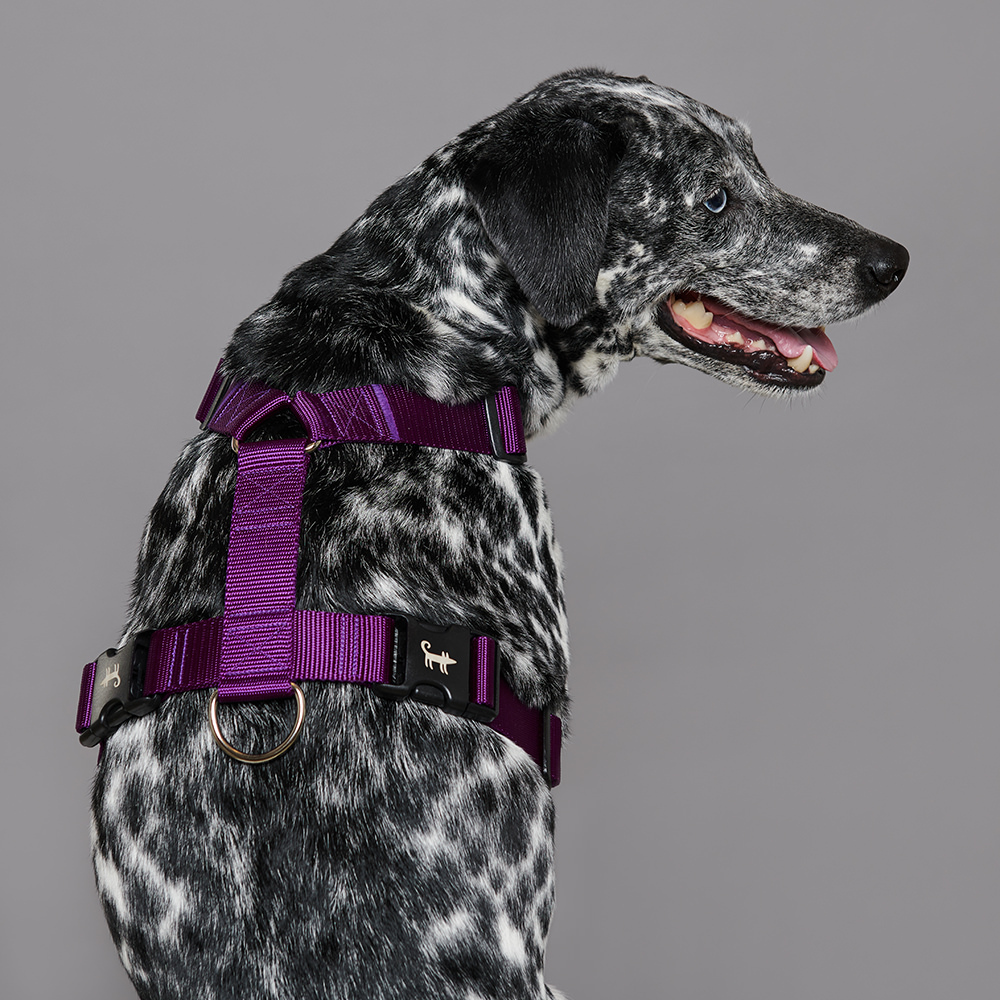 Harness PURPLE (wide)