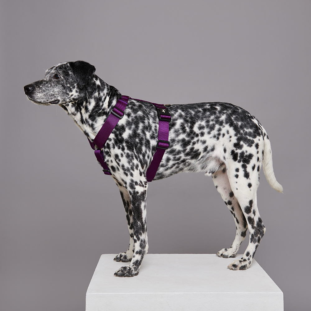 Harness PURPLE (wide)