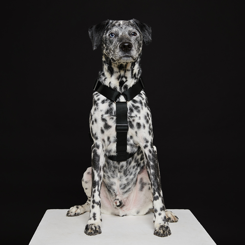 Harness BLACK (wide)