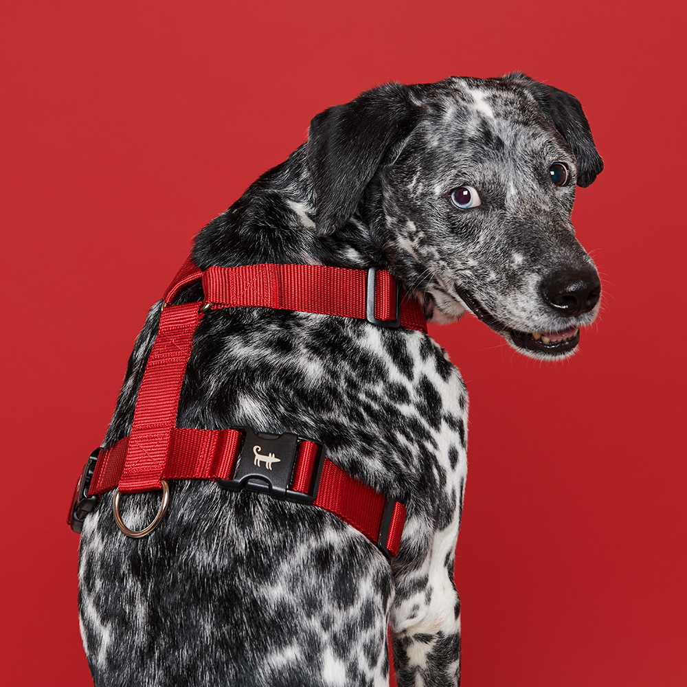 Harness RED (wide)