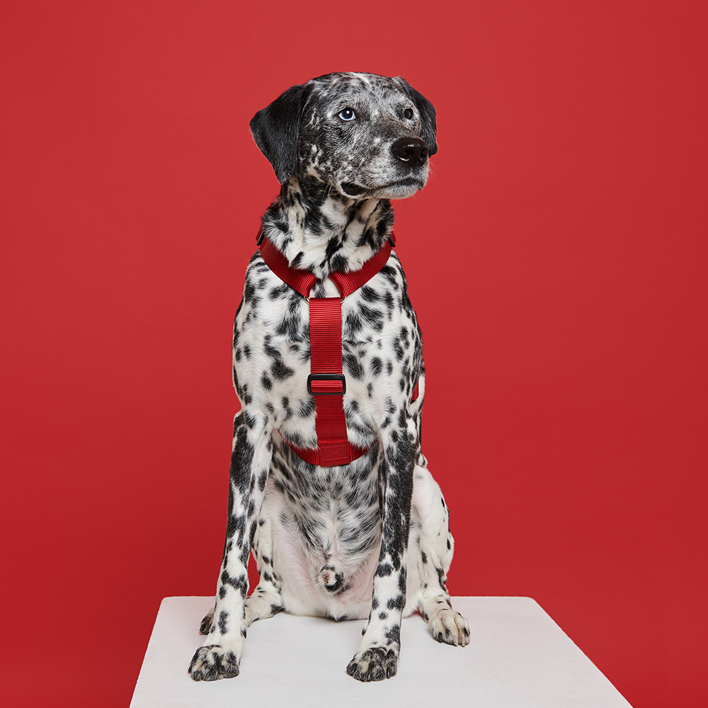 Harness RED (wide)