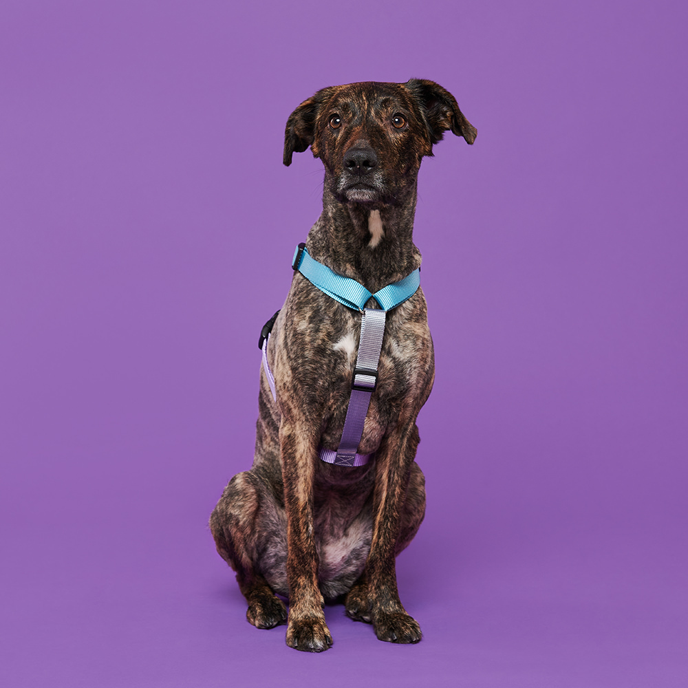 Harness LOLLIPOP