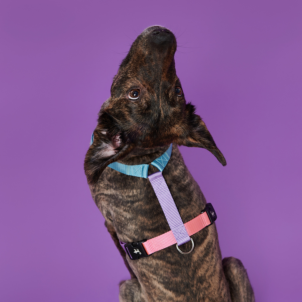 Harness LOLLIPOP
