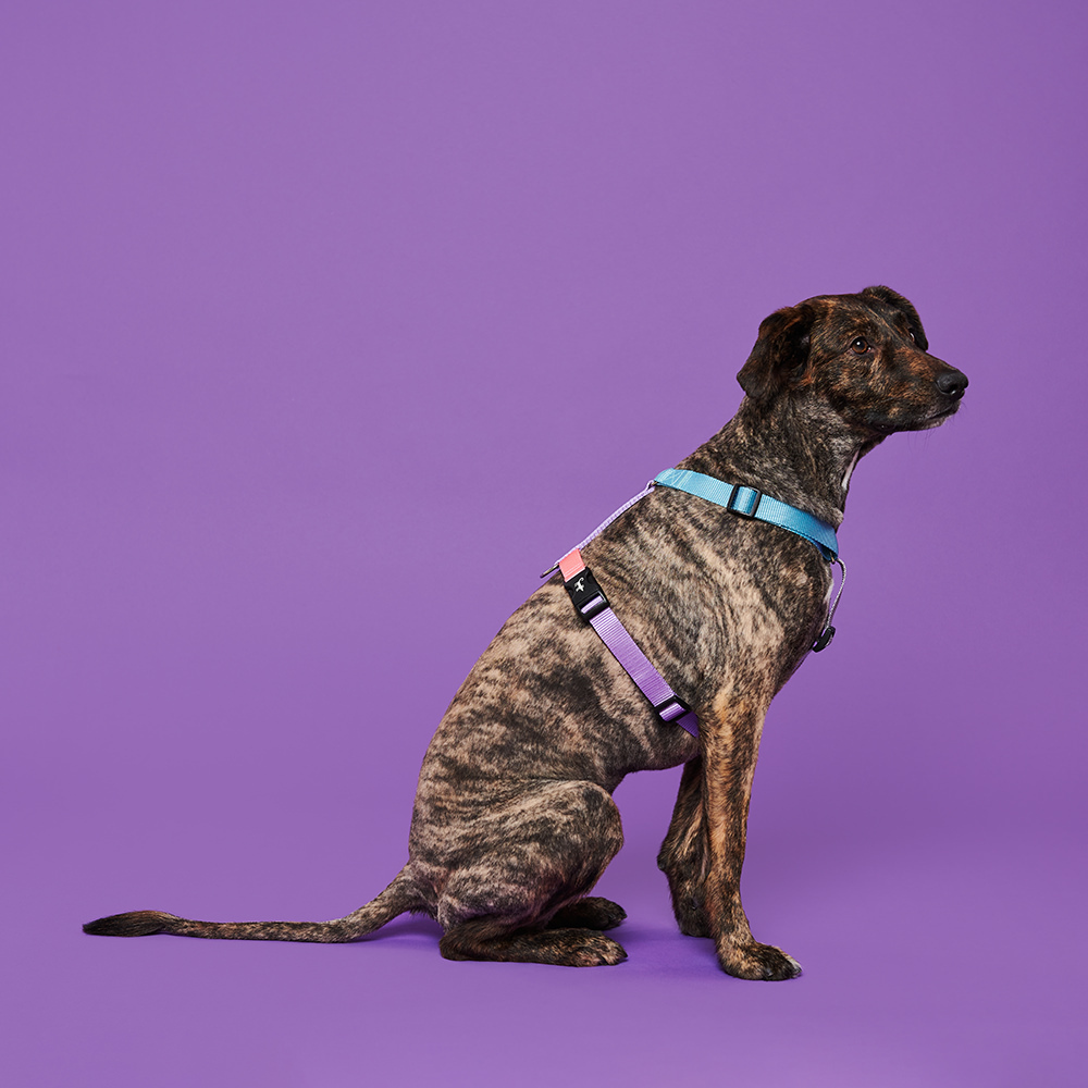 Harness LOLLIPOP