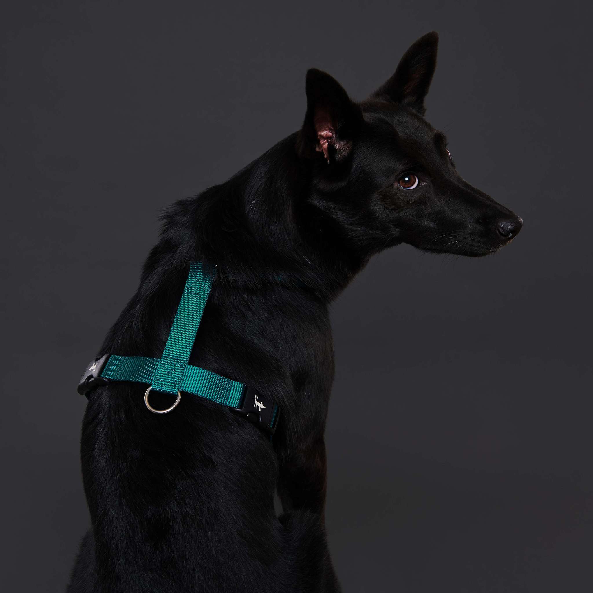 Harness EMERALD