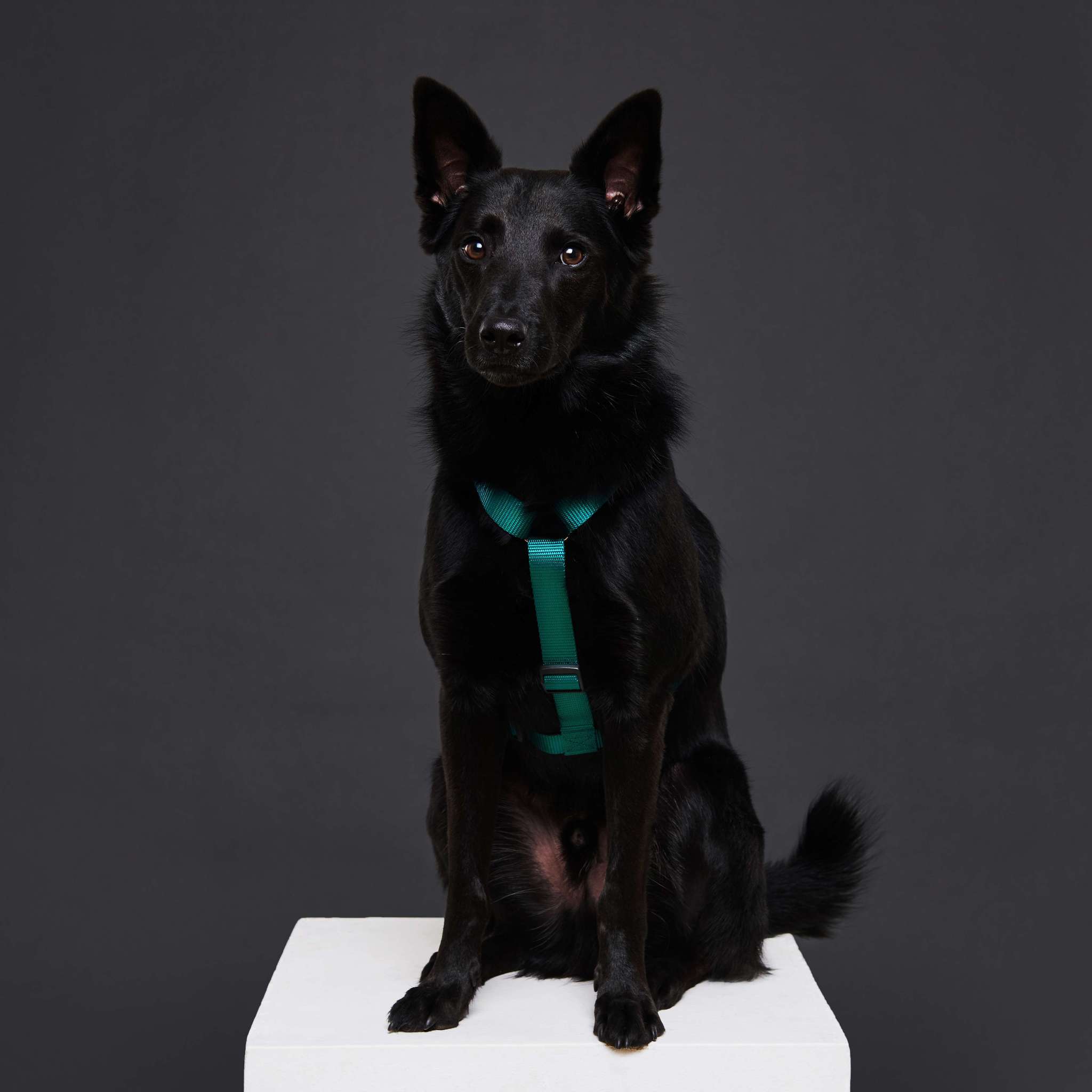 Harness EMERALD