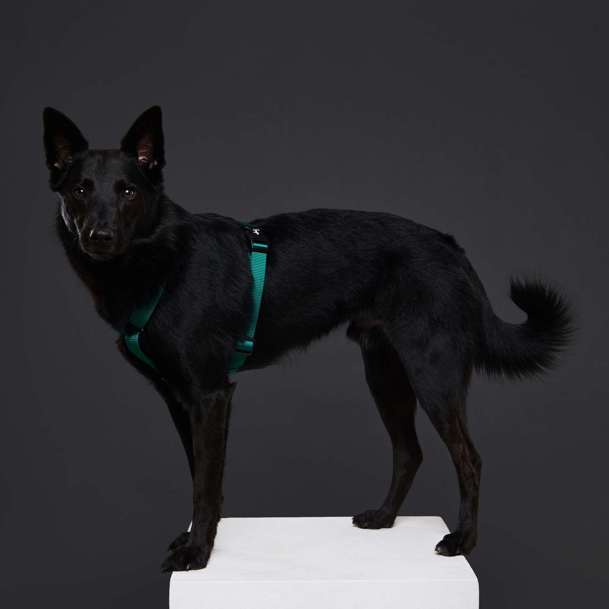 Harness EMERALD