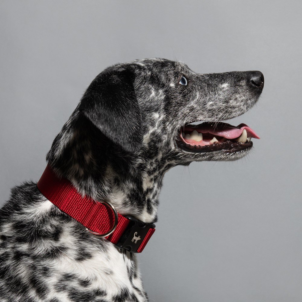 Collar RED (wide)