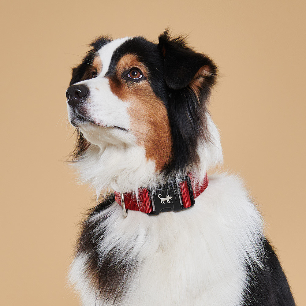 Collar RED (wide)