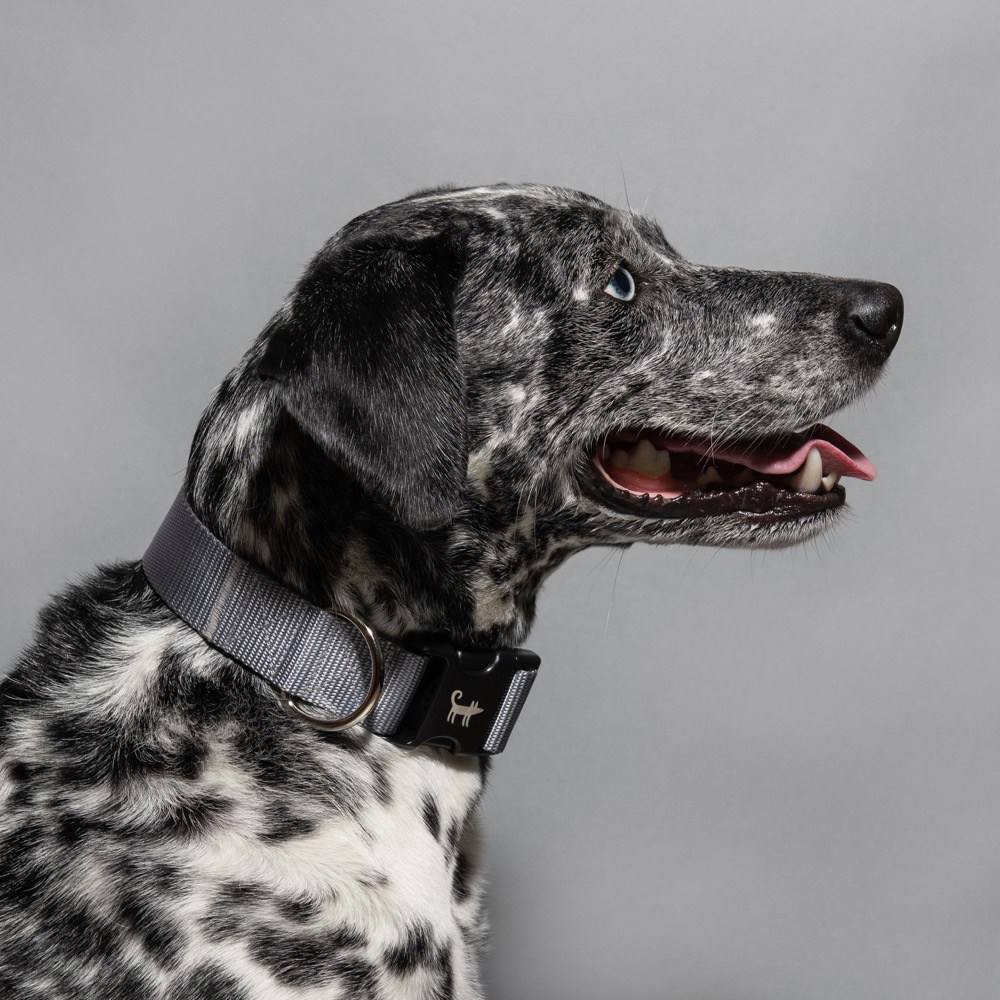 Collar SILVER (wide)